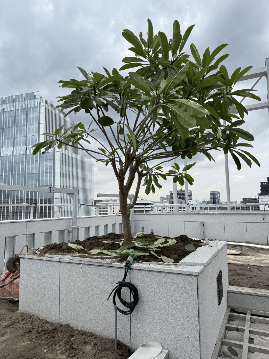 璞園樸園 2025.08.05 A棟RF屋頂植栽施作